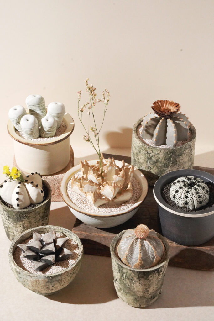studio.zokの陶器の植物「陶植」たち