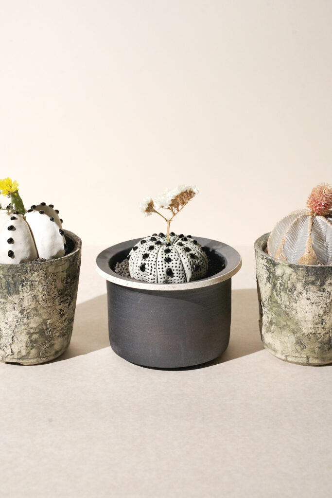 studio.zokの陶器の植物「陶植」たち